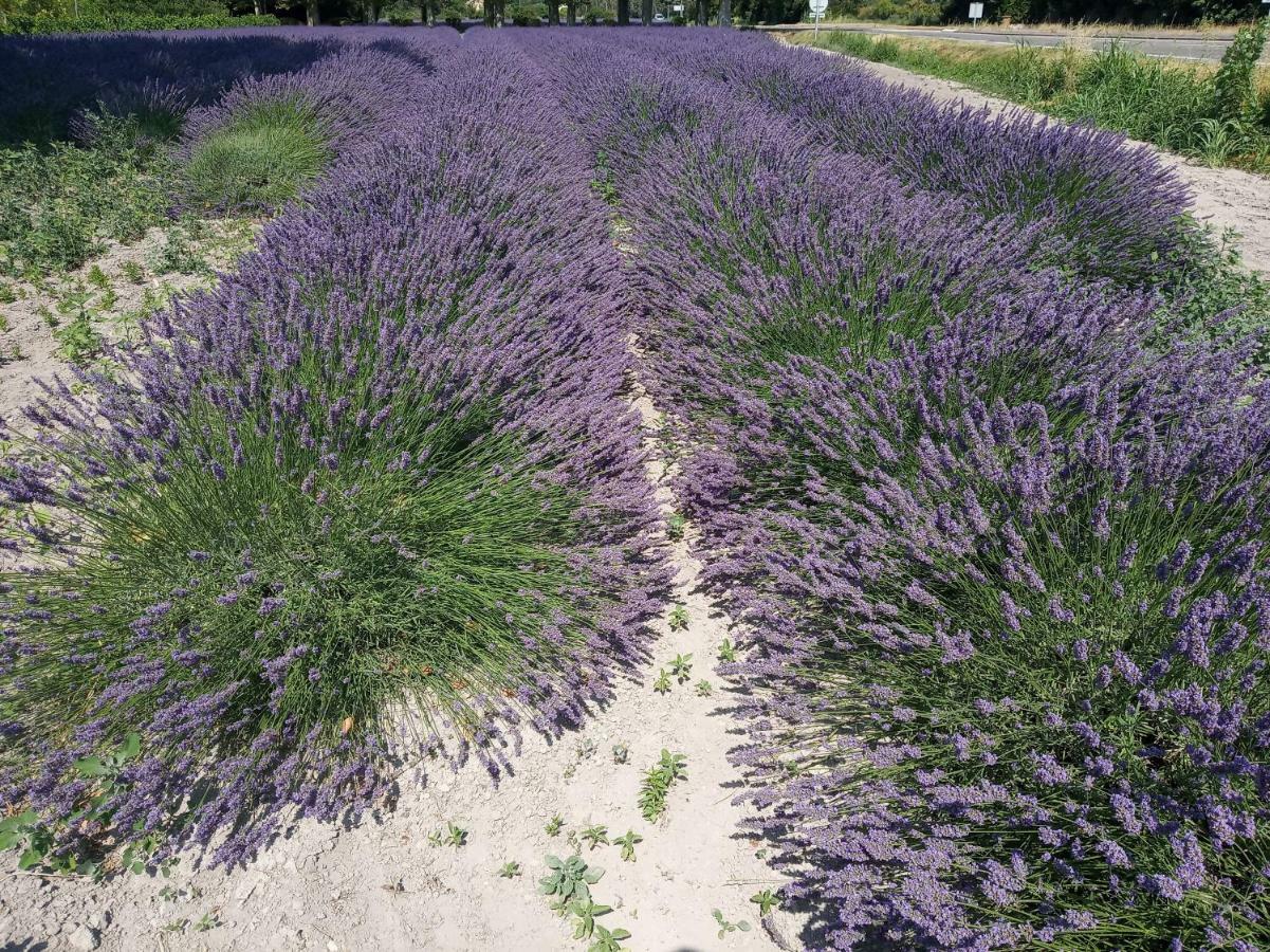 De La Jardine Hébergement de vacances Velleron
